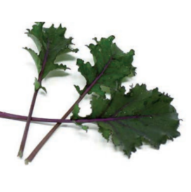 Kale Scarlet (Brassica oleracea)
