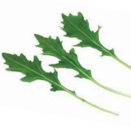 Mizuna Green (Brassica rapa var. japonica)
