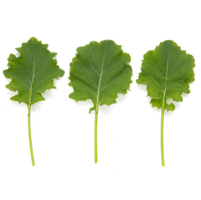 Kale Green IN 627 F1 (Brassica oleracea)