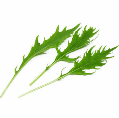 Mizuna Extra Frizee (Brassica rapa var. japonica)